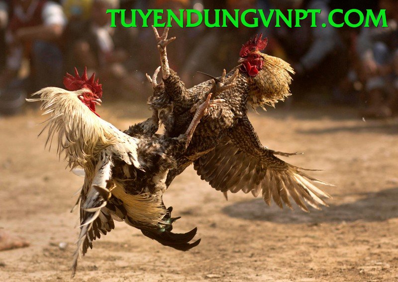 Đá Gà Trực Tiếp - uu88