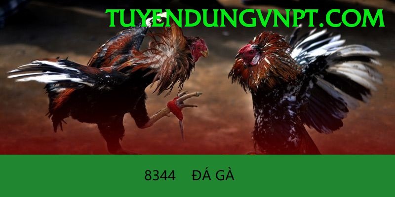 Đá Gà Trực Tiếp - Trải nghiệm tuyệt vời